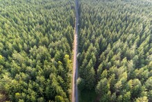 Top View Of An Alley Lined With Pine Trees Forest