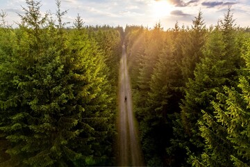 Sticker - Beautiful shot of a man on an alley lined with pine trees covered forest