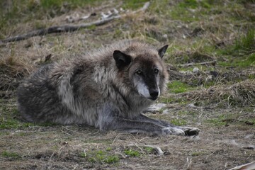 Sticker - Gray British Columbia wolf laying on the ground of the forest