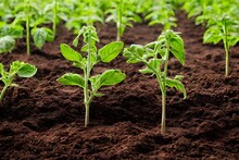 Closeup Of A Tomato Seedling In The Soil With Other Seedlings Blurred In The Background