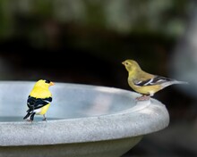 Goldfinch Male And Female Bird On Birdbath