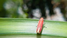 Closeup Shot Of A Leafhopper On A Plant