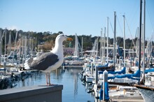 Closeup Of A Western Gull Standing On A Ledge At A Boat Harbor