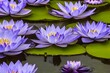 Closeup of water lily flowers and lily pads on a water pond