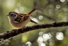 Shallow Focus Shot Of A Chipping Sparrow Bird Perched On A Branch Of A Tree