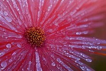 Close Up Shot Of A Pink Flower With A Morning Dew