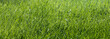green grass background, fresh lawn on bright sunny day, earth day ecology background, selective focus