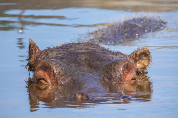 Wall Mural - portrait d'un hippopotame dans l'eau en gros plan