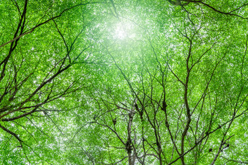 Wall Mural - bottom view of tree with green leaves and branches in tropical forest. fresh environment in park. gr