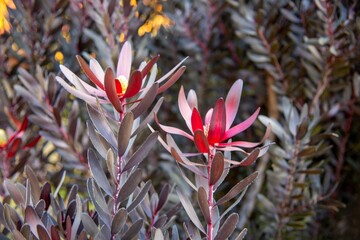 Wall Mural - Closeup of Leucadendron salignum plant growing in a garden