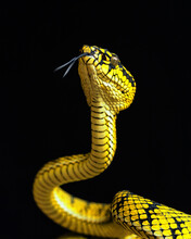 Yellow Viper Snake In Close Up