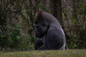 Poster - Close-up shot of a gorilla sitting on the grass