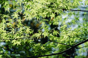 Wall Mural - green leaves on a branch