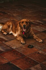 Wall Mural - Vertical shot of a Golden Retriever eating a snake to protect home