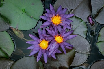 Wall Mural - Closeup of beautiful Egyptian lotus flowers in a pond