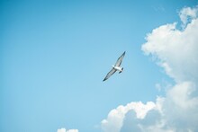 Little Tern Flying In The Sky