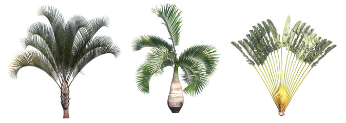 palm tree isolated on white background, 3d illustration, cg render