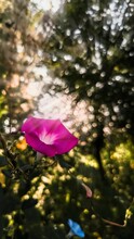 Vertical Closeup Of A Pink Morning Glory (Ipomoea) On A Lush Bush