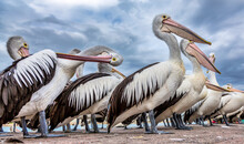 Pelicans From An Ant's Point Of View