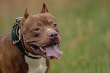 Head Of Pit Bull Terrier In The Field At Coursing And Racing Competition