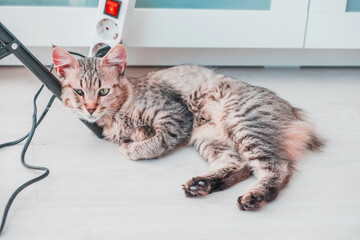 cat lying on the leg of a piece of furniture in the house looks amused waiting for his toy. pixie bo