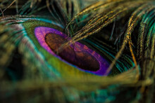 Peacock Feather Detail, Beautiful And Colourful Peacock Bird Feather Closeup Abstract Pattern Texture Natural Background Image, Beautiful Color Contrast Concept.