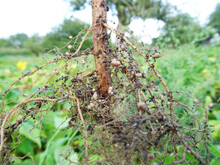 Nitrogen-fixing Bacteria On Legume Roots Close-up