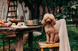 pet poodle dog and autumn still life on wooden table apples, plums, tea coffee and croissants, concept of harvest and autumn morning on veranda of country house, sustainable eco friendly lifestyle