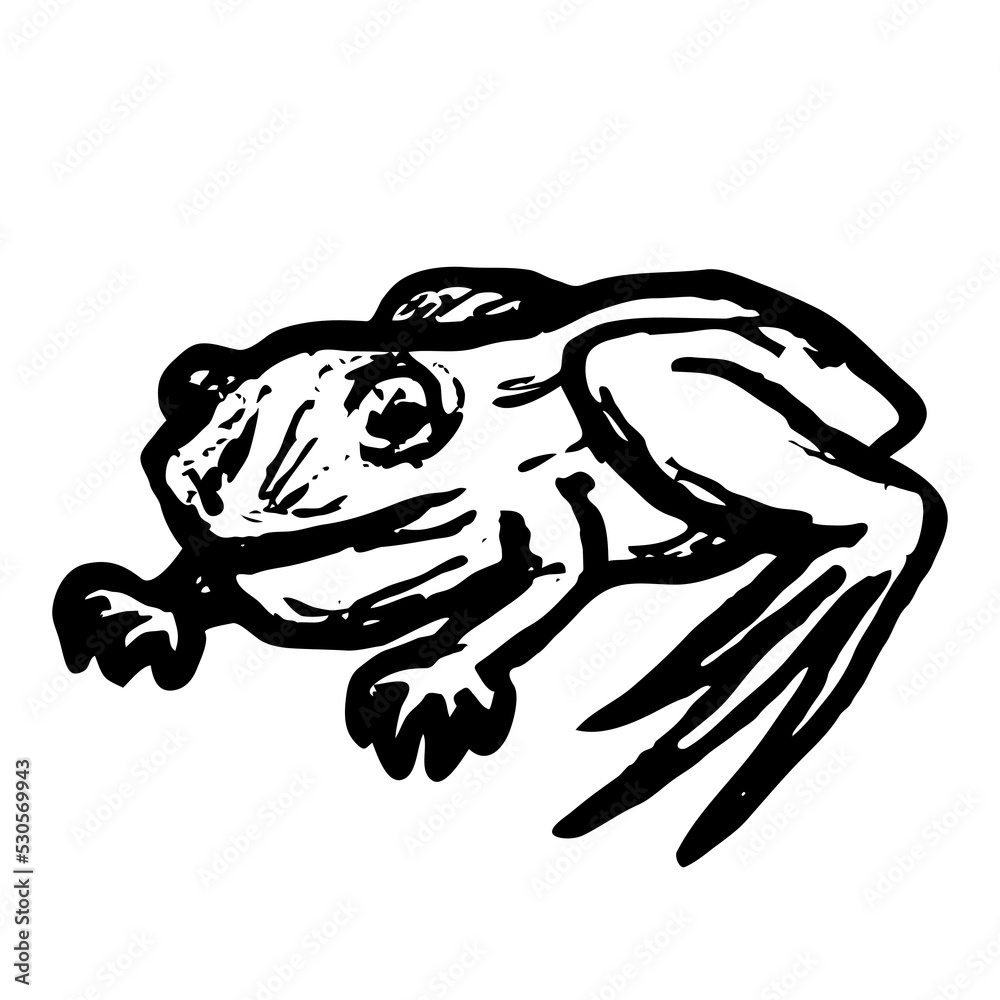 Frog vector illustration isolated on white background Stock Vector ...