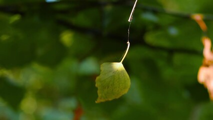 Wall Mural - a leaf of a tree hanging on a cobweb in the forest is spinning in the wind. unusual picture in the w