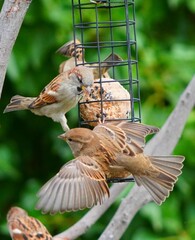 Canvas Print - sparrow on a fence