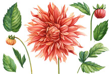 Set Of Leaves Bud And Flower On A White Isolated Background. Watercolor Dahlia Of Botanical Drawings