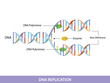 DNA replication. Education info graphic