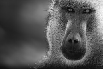 Close up of a baboon in the savannah.