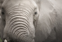 Close-up Of An Elephant. 
