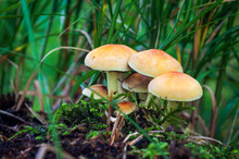 Sulphur Tuft, Hypholoma Fasciculare Non Edible Mushroom Growing In Grass
