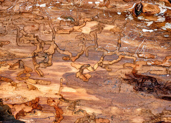 pattern of bark beetle galleries under the bark of a conifer tree, Austria