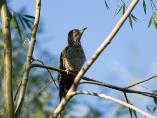 Canvas Print - Green woodpecker, Picus viridis