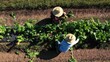 © Robert Peak - Overhead aerial view of two men picking vegetables on a farm in morning light wearing straw hats.