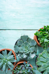 Poster - variety of succulent plants on turquoise wooden surface. Empty space for your text.