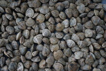 Fresh Sea Molluscs In A Shell Background Pattern
