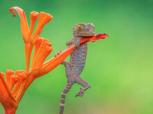 Juvenile Tokay Gecko Gekko Gecko Hanging On An Orange Flower 