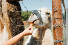 Close-up Of A Camel Feeding In A Petting Zoo, Outdoor Zoo Farm