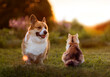 cute corgi dog and cat sitting in summer garden during sunset