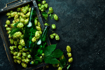 Wall Mural - Fresh hop, glasses and beer. Light beer in glass bottles on a black stone background. Beer banner.