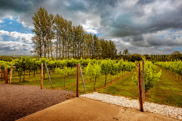 Poster - vineyard in region