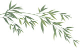 Fototapeta Sypialnia - Nature plant bamboo leaf branches