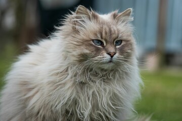 Poster - Beautiful Siberian cat with blue eyes in the meadow