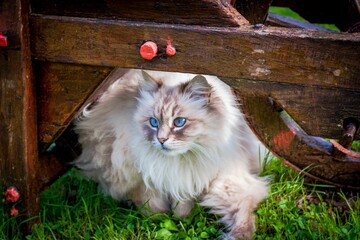 Poster - Beautiful Siberian cat with blue eyes in the meadow