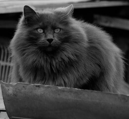 Poster - Grayscale shot of a beautiful cat with long fur